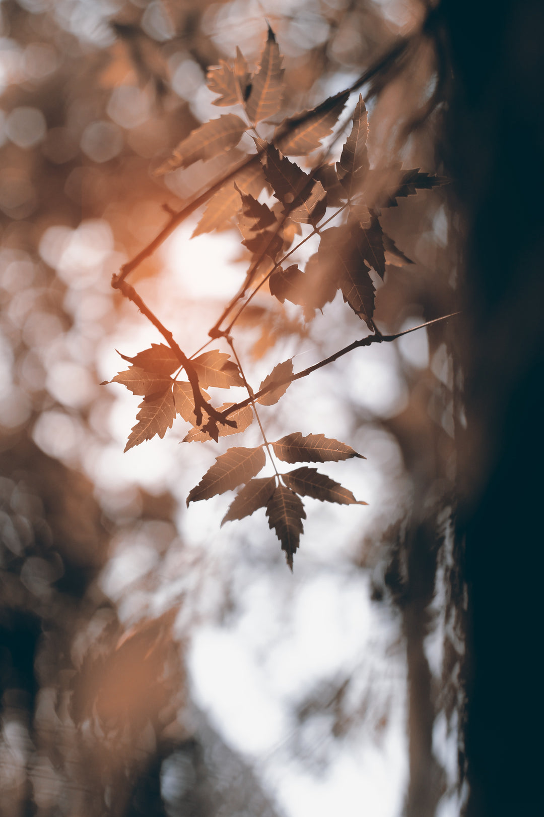 LEAVES OF NATURE - A U G U S T 2 0 2 1 | I S S U E N O . 1